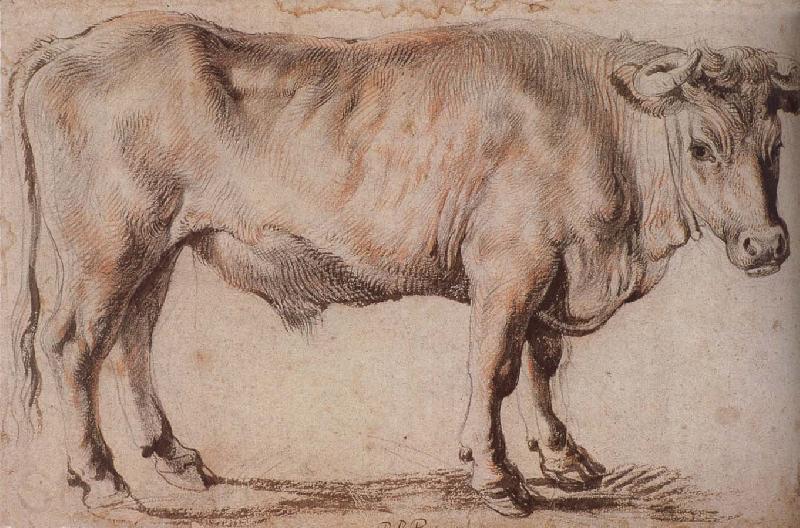 Peter Paul Rubens Bull